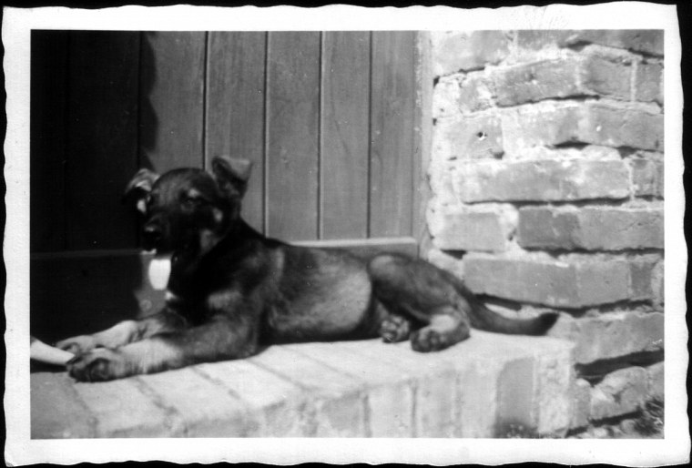 vaters jagdhund garrey fotosammlung von georg funk