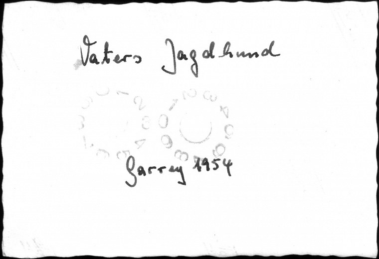 vaters jagdhund garrey fotosammlung von georg funk