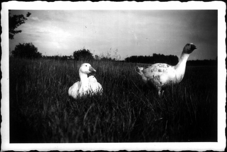 hänsel und gretel garrey fotosammlung von georg funk