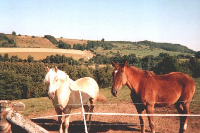einer film mit einweg kamera habe ich während zugfahrt nach lippstadt und bei mir hinter dem haus diese schnappschüsse geschossen