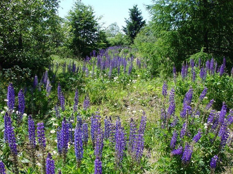 zur velmerstot wanderung mit bin ich zusammen meiner mutter vom rehbergparkplatz zwischen altenbeken und langeland preußischen gewandert zurück ging dann