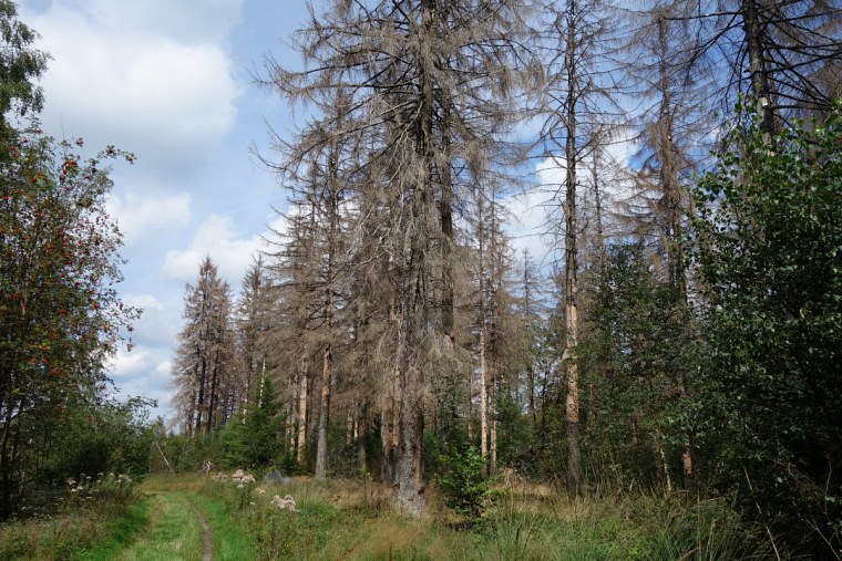 sterbende fichten eggeweg dsc wanderung zur velmerstot bei großer hitze durch den sterbenden wald des eggegebirges