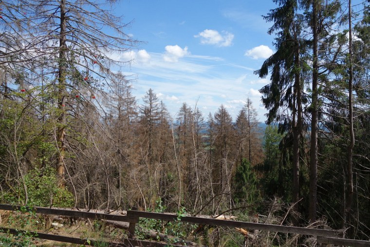 sterbende fichten eggeweg dsc wanderung zur velmerstot bei großer hitze durch den sterbenden wald des eggegebirges