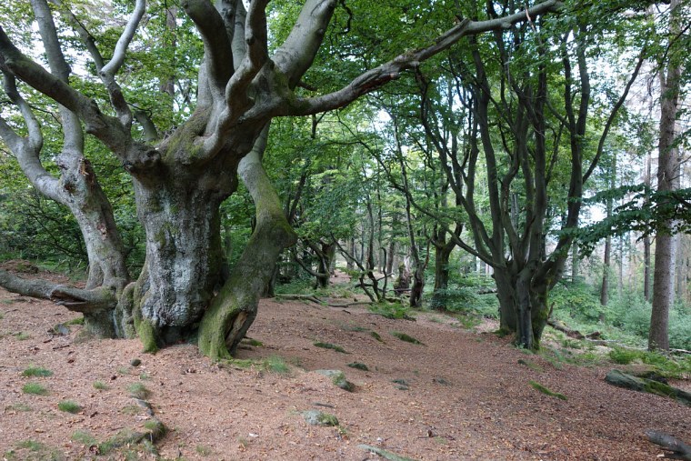 velmerstot knorrige bäume gipfel der lippischen dsc wanderung zur bei großer hitze durch den sterbenden wald des eggegebirges