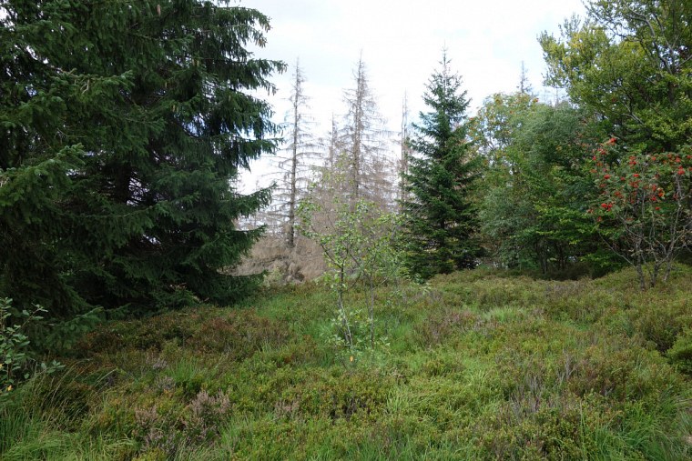 velmerstot heimische heidesträucher auf der lippischen hintergrund sterbende fichten dsc wanderung zur bei großer hitze durch den sterbenden wald des