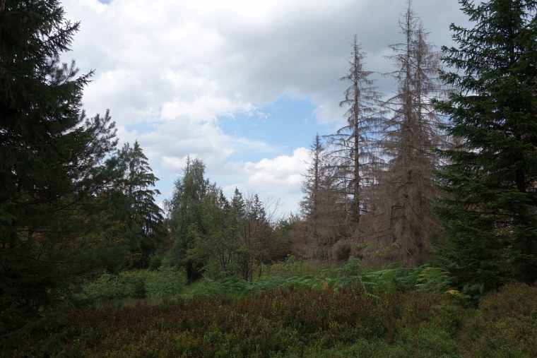 velmerstot heimische heidesträucher auf der lippischen hintergrund sterbende fichten dsc wanderung zur bei großer hitze durch den sterbenden wald des