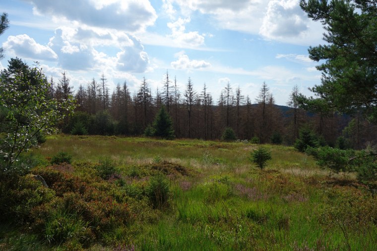velmerstot heimische heidesträucher auf der lippischen hintergrund sterbende fichten dsc wanderung zur bei großer hitze durch den sterbenden wald des