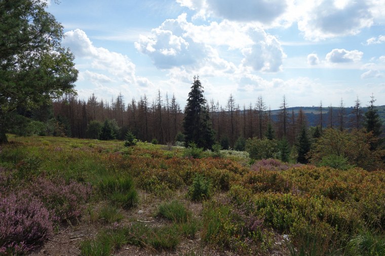 velmerstot heimische heidesträucher auf der lippischen hintergrund sterbende fichten dsc wanderung zur bei großer hitze durch den sterbenden wald des