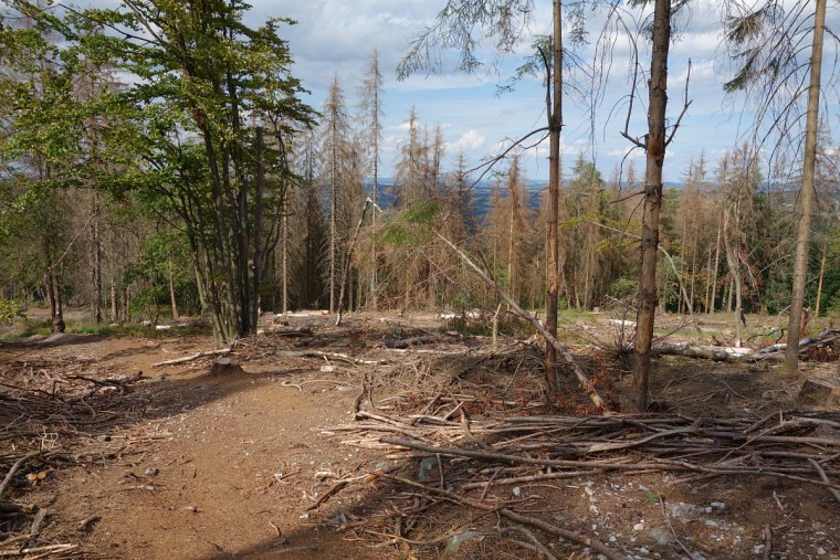 des velmerstot rodung toter fichten unterhalb gipfels der lippischen dsc wanderung zur bei großer hitze durch den sterbenden wald eggegebirges